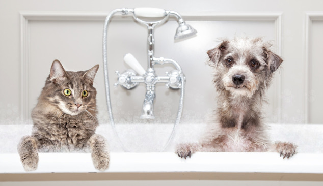 Výběr vanové sprchové baterie - odkud začít?